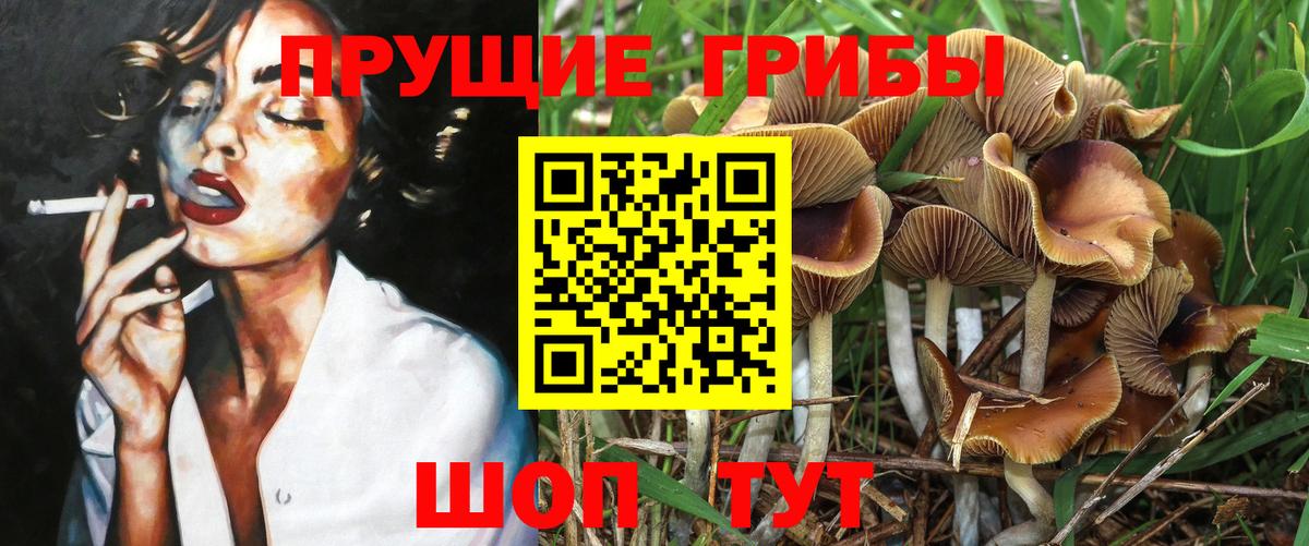 Галлюциногенные грибы Psilocybe Боровичи